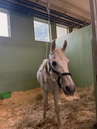 Illustration of the article: A shelter and the gendarmerie intervene at the home of a farrier in Tarn-et-Garonne to save 6 horses victims of abuse and neglect