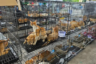 Illustration of the article: A vast operation against the cat meat trade in Vietnam saves 400 cats, dozens of which are reunited with their owners