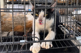 Illustration of the article: A vast operation against the cat meat trade in Vietnam saves 400 cats, dozens of which are reunited with their owners
