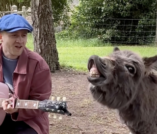 Illustration of the article: “He sang with you”, this singer plays the guitar for two miniature donkeys and one of them responds to him (video)