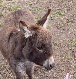 Illustration of the article: “He sang with you”, this singer plays the guitar for two miniature donkeys and one of them responds to him (video)