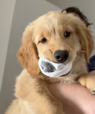 Illustration of the article: This Golden Retriever puppy steals his owner's socks, then tries to convince everyone that he is innocent (video)