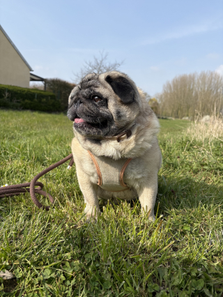 Illustration of the article: Zenidog® review from Virbac, our test of the collar and pheromone diffuser to soothe a stressed dog
