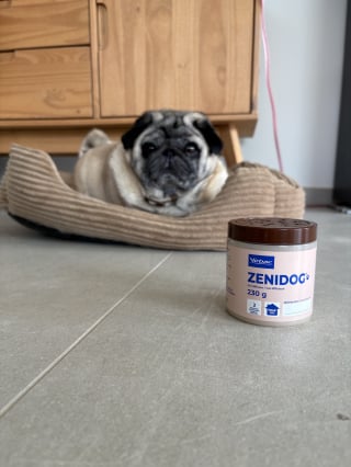 Illustration of the article: Zenidog® review from Virbac, our test of the collar and pheromone diffuser to soothe a stressed dog