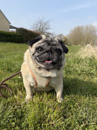 Illustration of the article: Zenidog® review from Virbac, our test of the collar and pheromone diffuser to soothe a stressed dog
