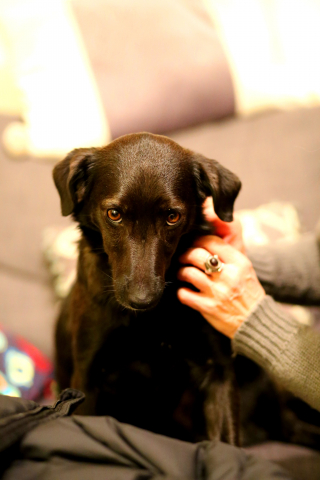 Illustration of the article: 17 human behaviors that dogs don't understand