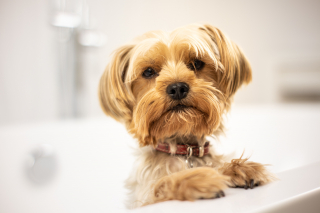 Illustration of the article: 17 human behaviors that dogs don't understand