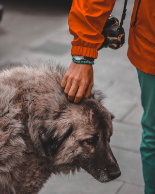 Illustration of the article: 17 human behaviors that dogs don't understand