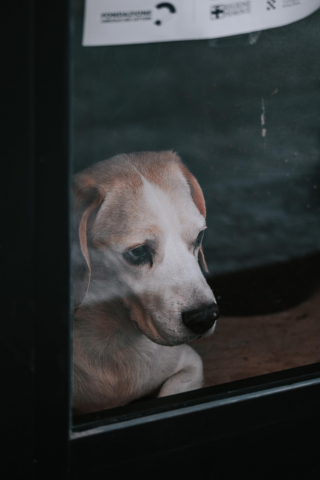 Illustration of the article: 17 human behaviors that dogs don't understand