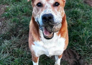 “He is incredibly affectionate”, this dog has been patient at the shelter in Lorraine for more than 6 years