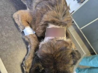 Illustration of the article: A Malinois cross tied for years frees himself from the rope embedded in his neck, finds help and saves his fellow creature