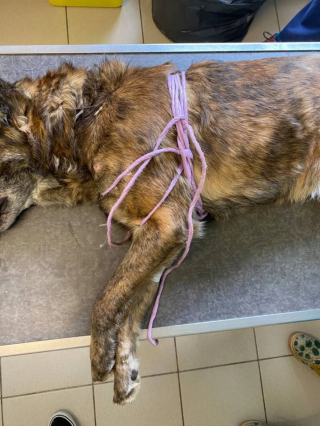 Illustration of the article: A Malinois cross tied for years frees himself from the rope embedded in his neck, finds help and saves his fellow creature