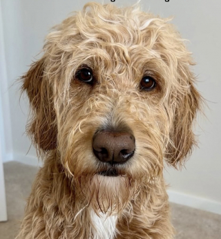 Illustration of the article: Feeling the sadness of his mistress, this Goldendoodle dog comes to comfort her in front of the photo of his former missing dog (video)