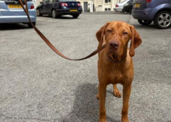 “The hero of the day”, a 6-month-old puppy saves his master and his son during a knife attack