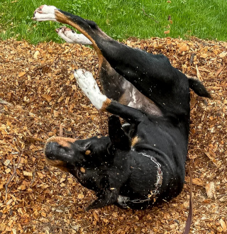 Illustration of the article: 14 photos of dogs caught doing little stupid things in the act