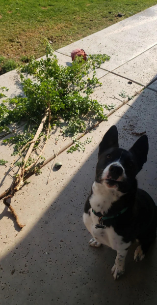 Illustration of the article: 14 photos of dogs caught doing little stupid things in the act