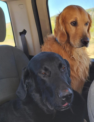 Illustration of the article: 14 photos of dogs caught doing little stupid things in the act
