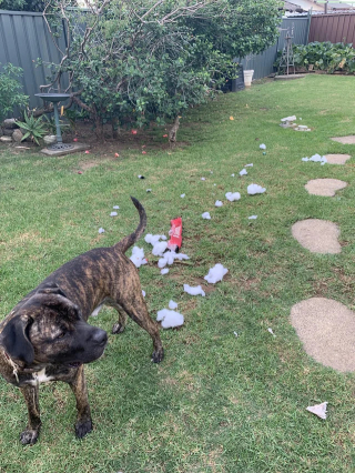 Illustration of the article: 14 photos of dogs caught doing little stupid things in the act