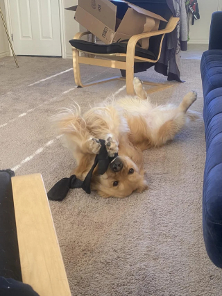 Illustration of the article: 14 photos of dogs caught doing little stupid things in the act