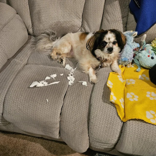 Illustration of the article: 14 photos of dogs caught doing little stupid things in the act