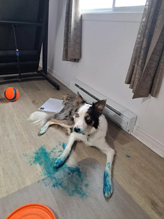 Illustration of the article: 14 photos of dogs caught doing little stupid things in the act