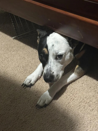 Illustration of the article: 14 photos of dogs caught doing little stupid things in the act