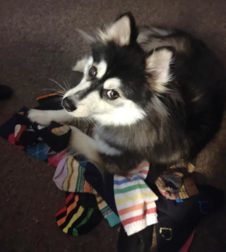Illustration of the article: 14 photos of dogs caught doing little stupid things in the act