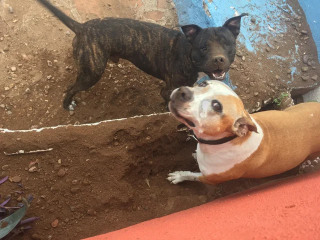 Illustration of the article: 14 photos of dogs caught doing little stupid things in the act