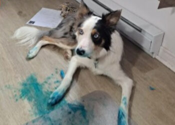 14 photos of dogs caught doing little stupid things in the act