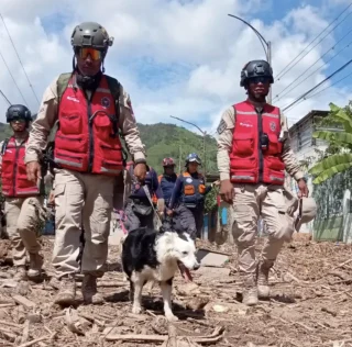 Article illustration: This stray dog ​​turned rescue dog saved dozens of lives following the Venezuela earthquake