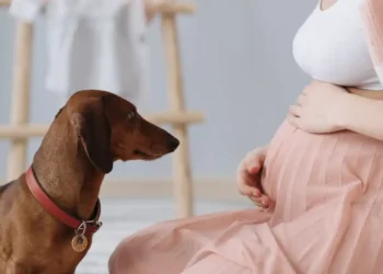 Dog replaces pregnancy test – DogNews