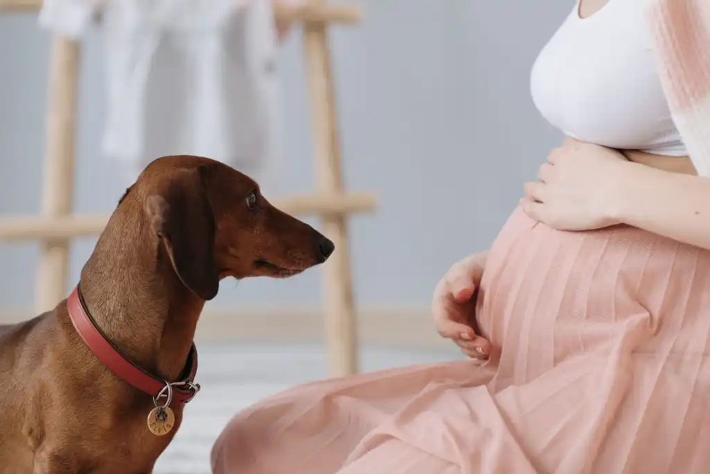 Hund ersetzt den Schwangerschaftstest