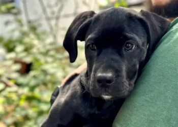 Animal abandonments increased again during the holiday season