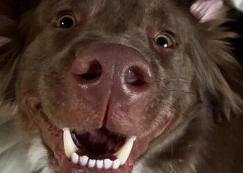 10 Dogs Who Are Experts in Adorable Funny Faces