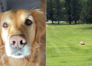 A Golden Retriever transforms a simple hill descent into a series of pirouettes after catching its tail in its mouth (video)