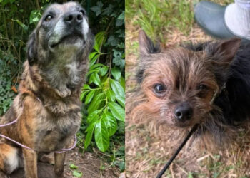 A Malinois cross tied for years frees himself from the rope embedded in his neck, finds help and saves his fellow dog