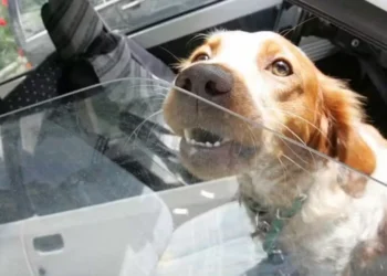 A man who locked his dog in his car in direct sunlight has just received a fine of 135 euros