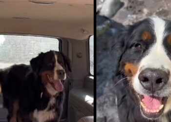Abandoned by his family, this scared Bernese Mountain Dog finds a forever home and a new canine best friend (video)