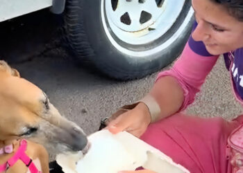 Adopted late, this dynamic senior dog enjoys a beautiful day before taking the plane to her new family (video)