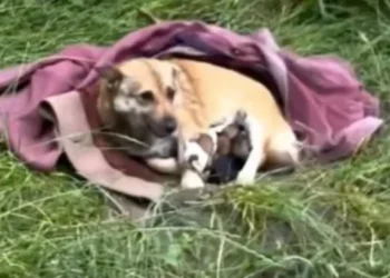 An abandoned dog and her 3 puppies survived outside under a blanket before being rescued by an association (video)