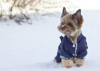 Commentary on a walk turns into a tragedy – two Yorkshire terriers die after a dog attack by Helmut