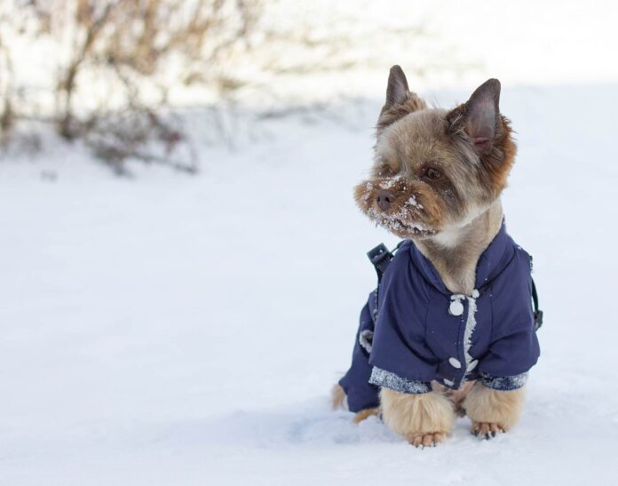 Yorkshire Terrier in the snow
