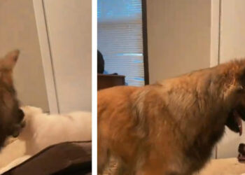 Discovered under a truck, this puppy succeeds in making his big sister Malinois play, although he is very impassive by nature (video)