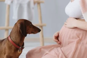 Dog replaces the pregnancy test