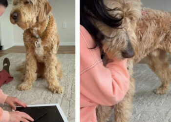 Feeling the sadness of his mistress, this Goldendoodle dog comes to comfort her in front of the photo of his former missing dog (video)