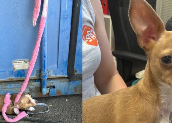 In Moselle, this shelter launches a call for witnesses after the abandonment of a Chihuahua tied to her garbage dumpster in full sun