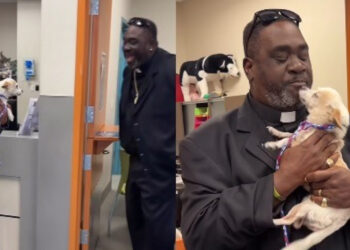 On the run from fireworks, this Chihuahua experiences a joyous reunion with her human after being found thanks to her chip (video)