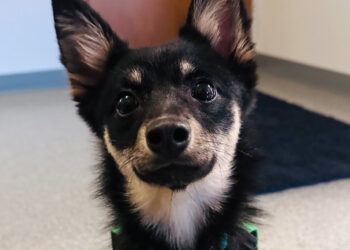 Rescued from an unsanitary and overcrowded house, this courageous dog is training to become an assistance dog
