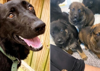 Resilient dog gives birth to 8 healthy puppies after living in unsanitary, abusive environment