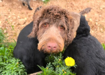 Separated from his mother at one month old and locked on a balcony, this dog waits for the family who will give him a new life
